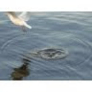 Meet your Posher, Syed